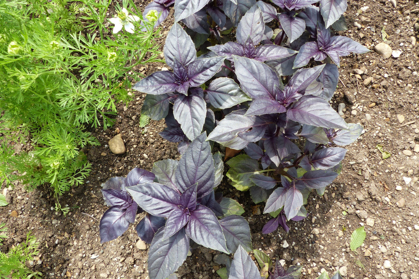 500 RED RUBIN BASIL Ocimum Basilicum Purpurascens Spicy Herb White & Lavender Flowers Seeds