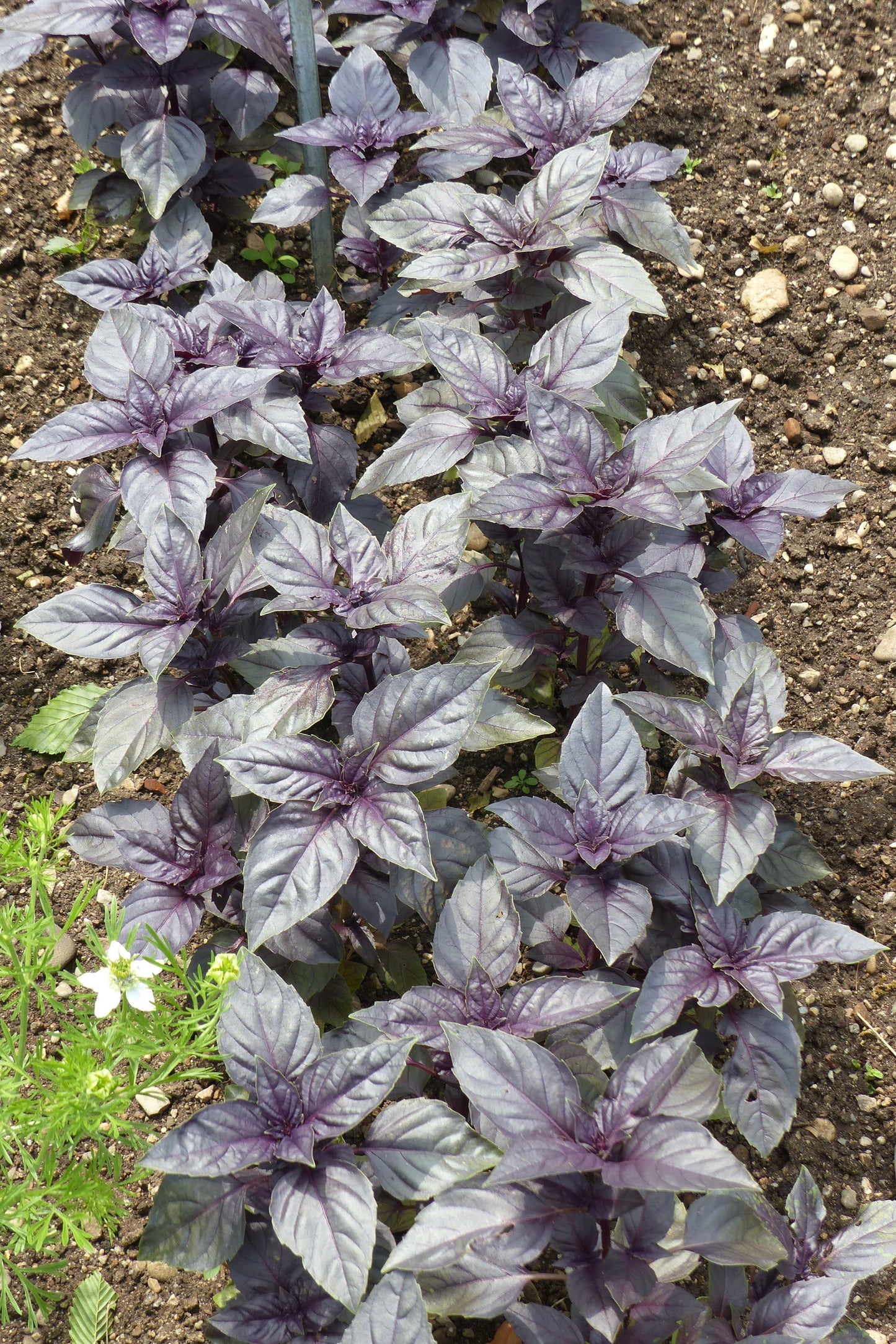 500 RED RUBIN BASIL Ocimum Basilicum Purpurascens Spicy Herb White & Lavender Flowers Seeds