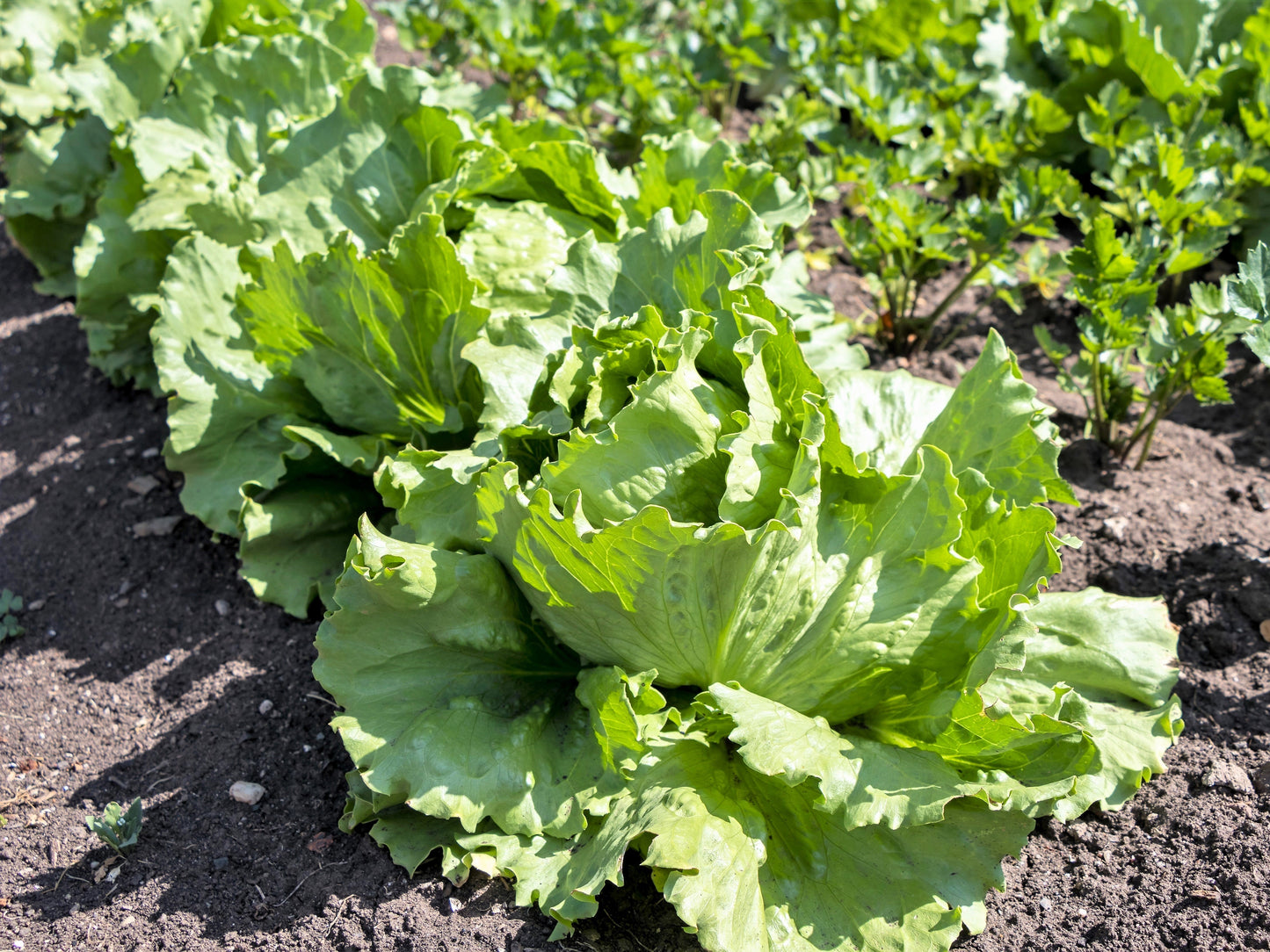 3000 ICEBERG HEAD LETTUCE Lactuca Sativa Vegetable Seeds