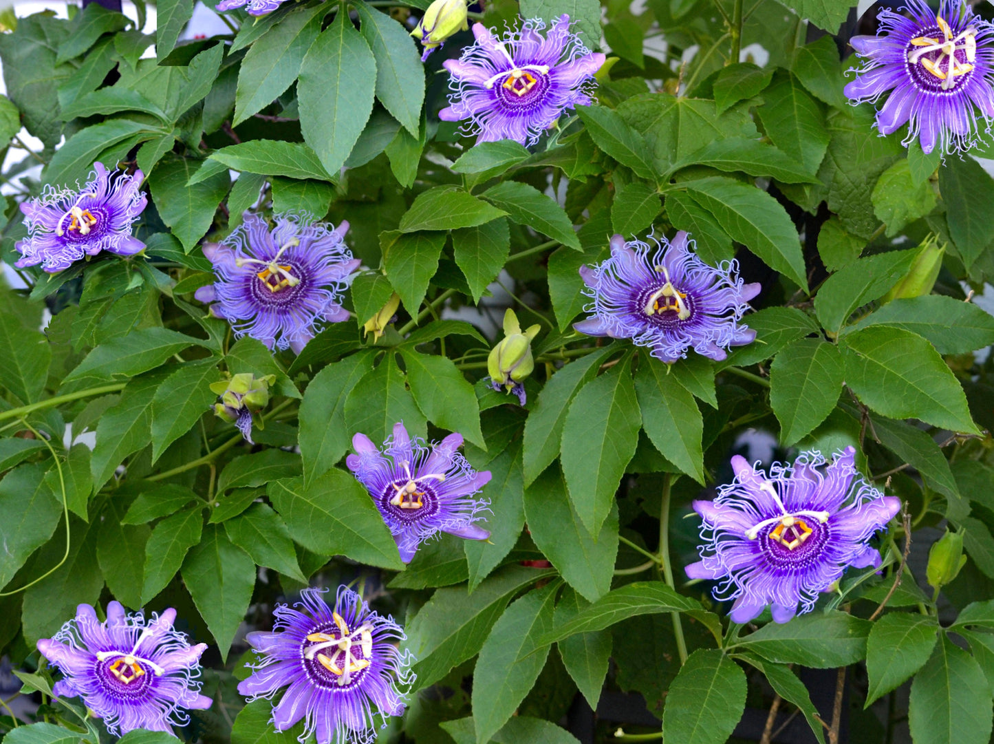 10 Purple PASSION FLOWER Passion FRUIT Granadilla Passiflora Incarnata Vine Seeds