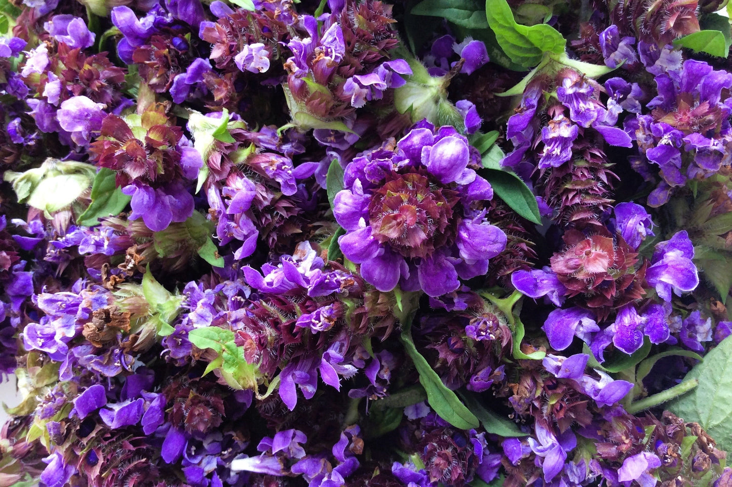 100 HEAL ALL Self Heal Prunella Vulgaris Purple Herb Flower Seeds