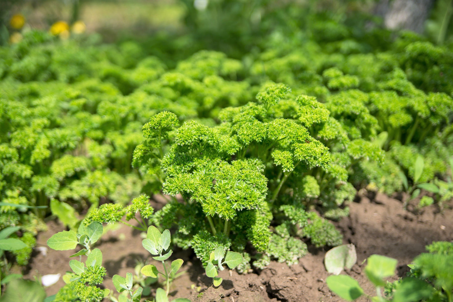 1500 TRIPLE CURLED PARSLEY Petroselinum Hortensis Herb Vegetable Seeds