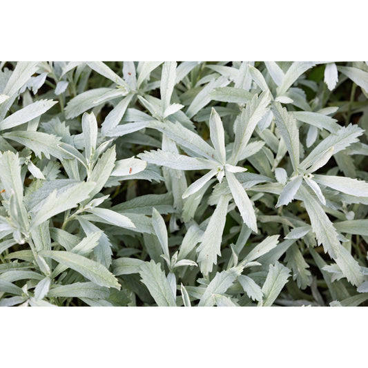 200 PRAIRIE SAGE (Wormwood / Fringed Sagebrush / Sagewort) Artemisia Ludoviciana Flower Seeds