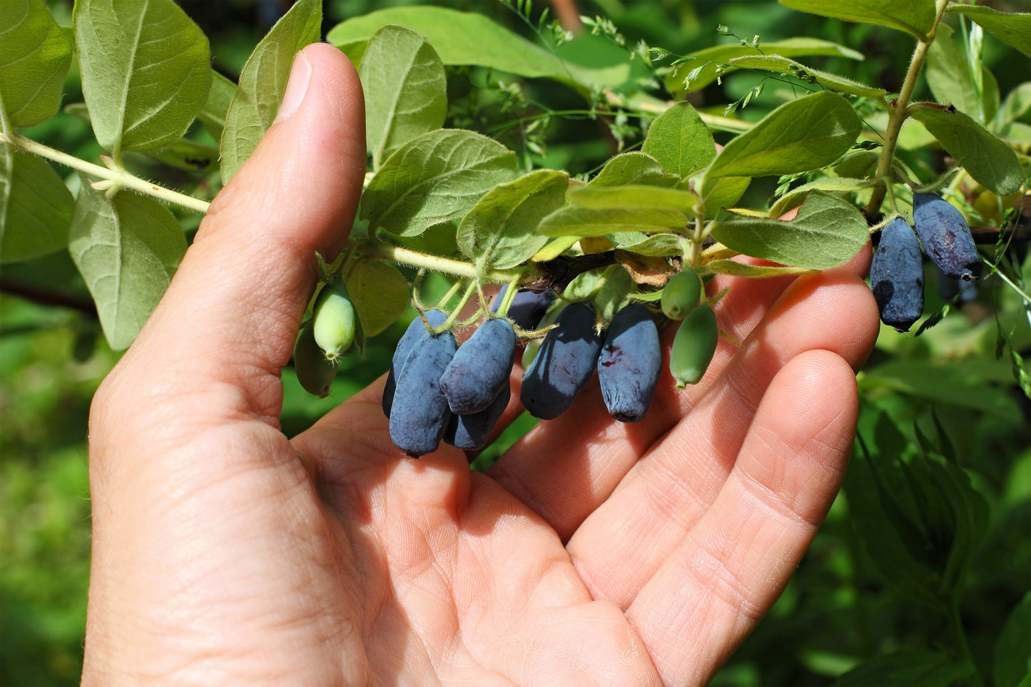 30 HONEYBERRY Blue Honeysuckle Lonicera Caerulea Edible Fruit Shrub Seeds
