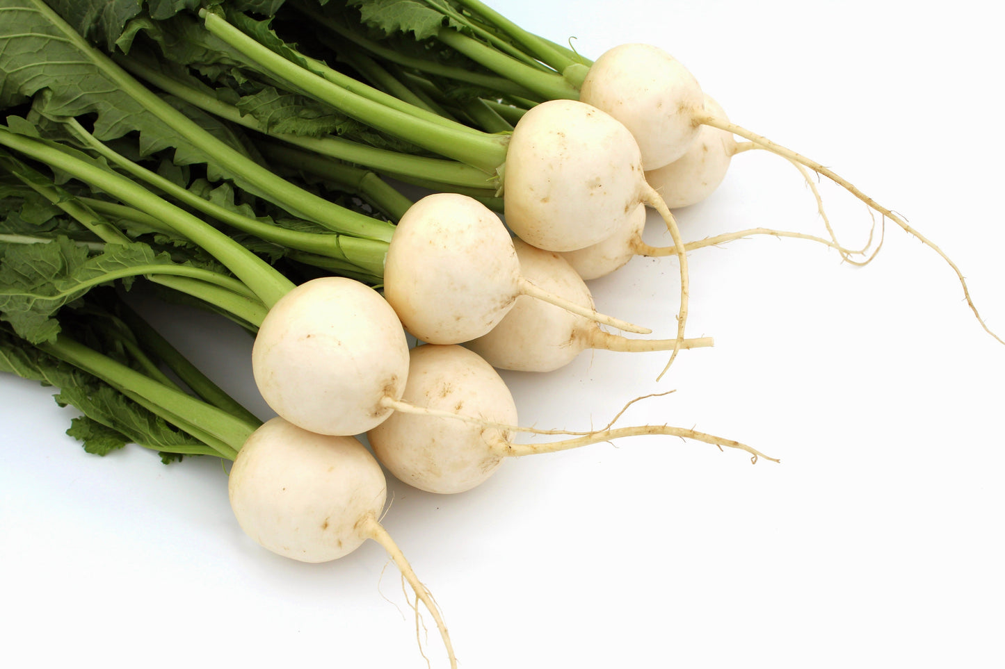 300 WHITE EGG TURNIP Brassica Rapa Vegetable Seeds