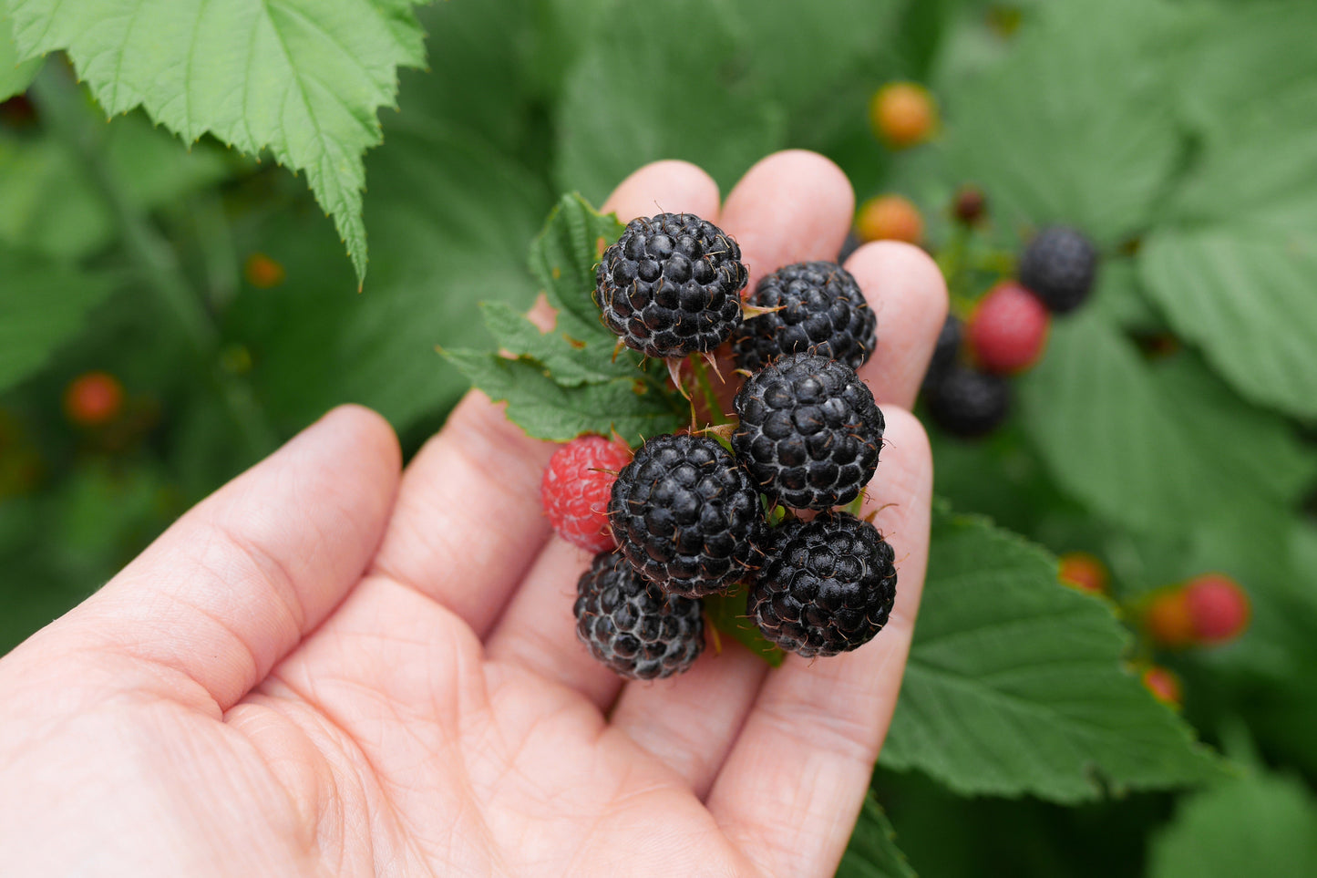 25 TRAILING BLACKBERRY Pacific Rubus Ursinus Vining Shrub Fruit Berry Seeds