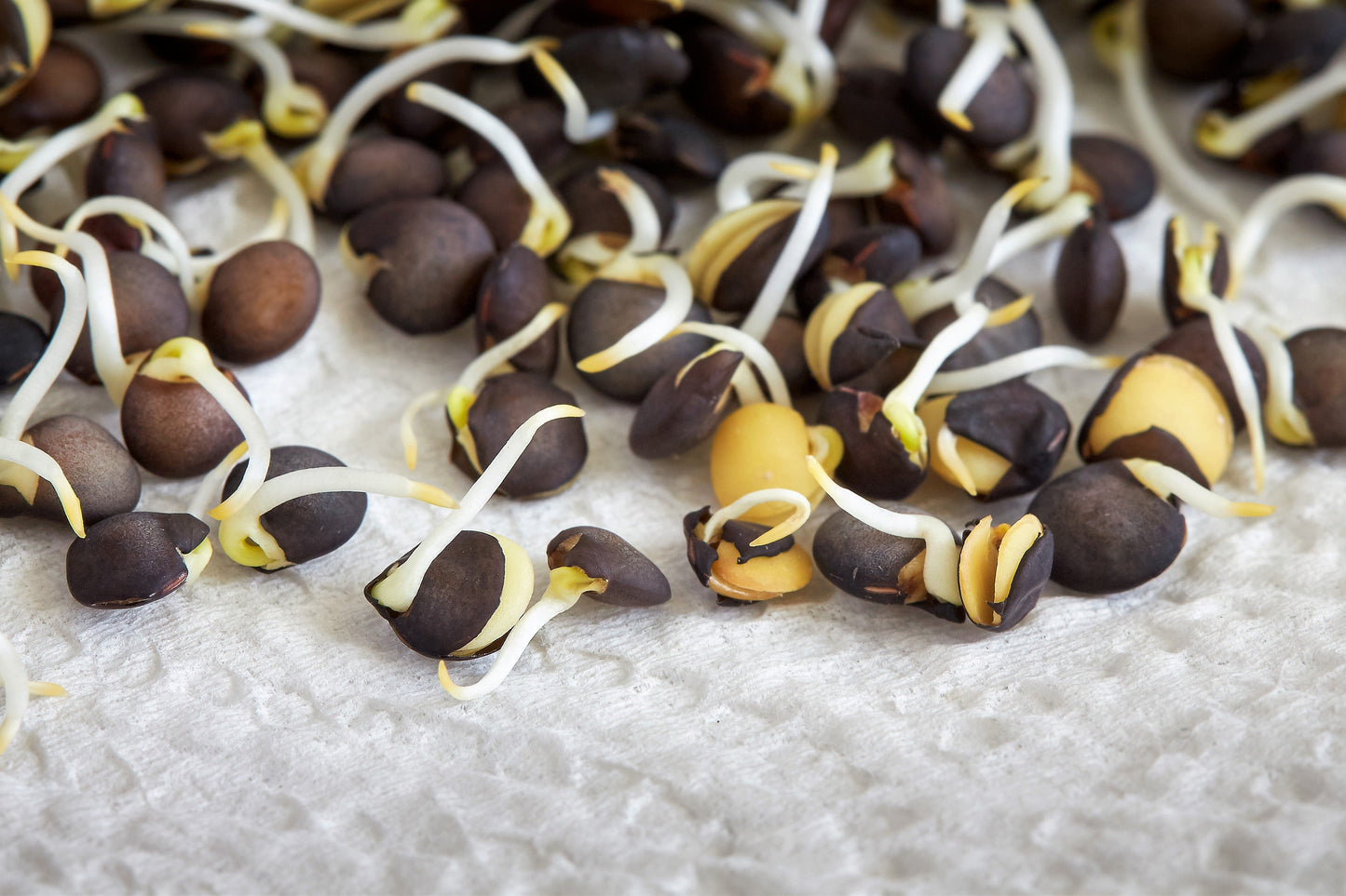 100 BLACK LENTIL Bush Lens Culinaris Vegetable Legume Sprouts Seeds