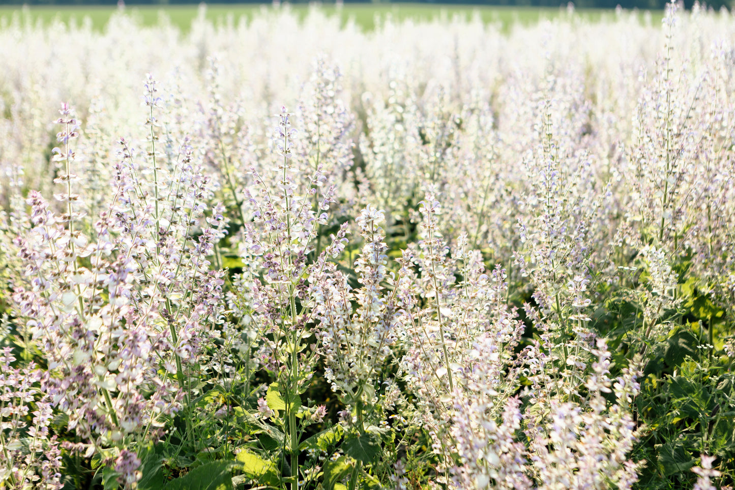 50 WHITE Swan CLARY SAGE Salvia Viridis Horminum Herb Flower Seeds