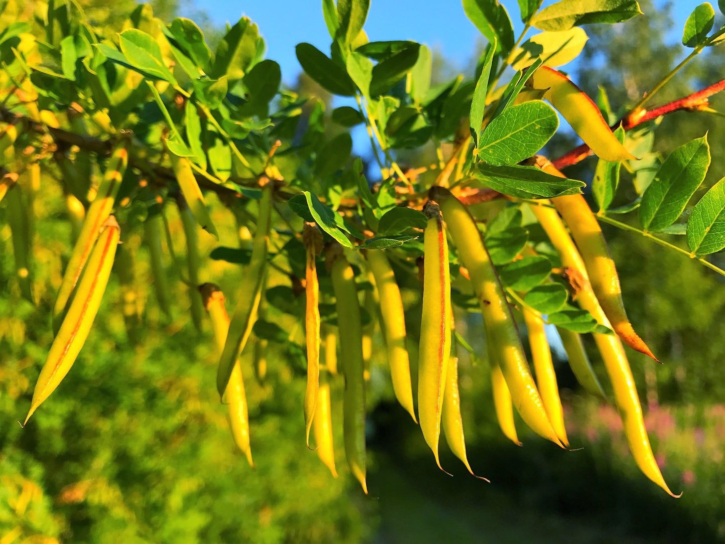 25 SIBERIAN PEASHRUB Caragana Arborescens Peatree Yellow Flower Legume Vegetable Seeds