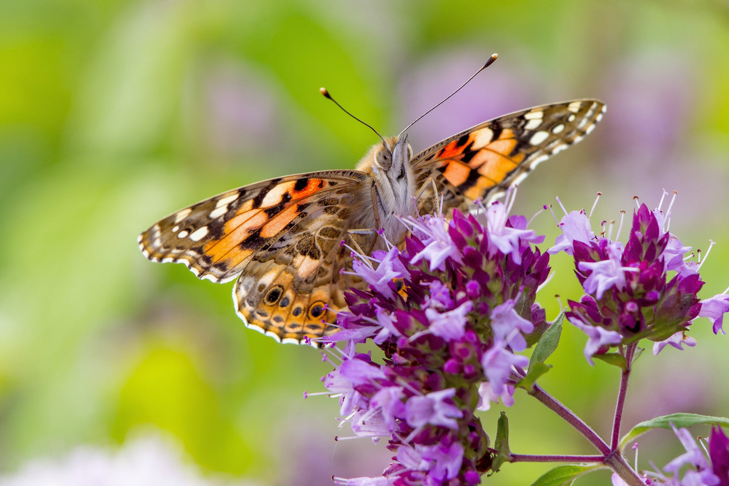 500 OREGANO Origanum Vulgare Herb Purple Butterfly Flower Seeds