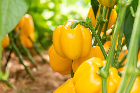 100 CANARY BELL PEPPER Sweet Yellow Capsicum Annuum Vegetable Seeds