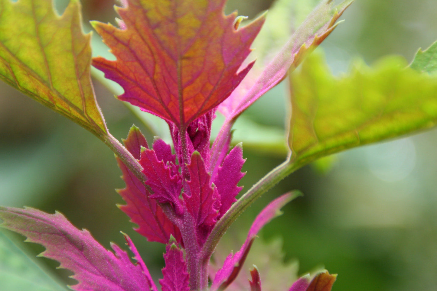 100 GIANT GOOSEFOOT Chenopodium Giganteum Purple Magenta Spreen Vegetable Seeds