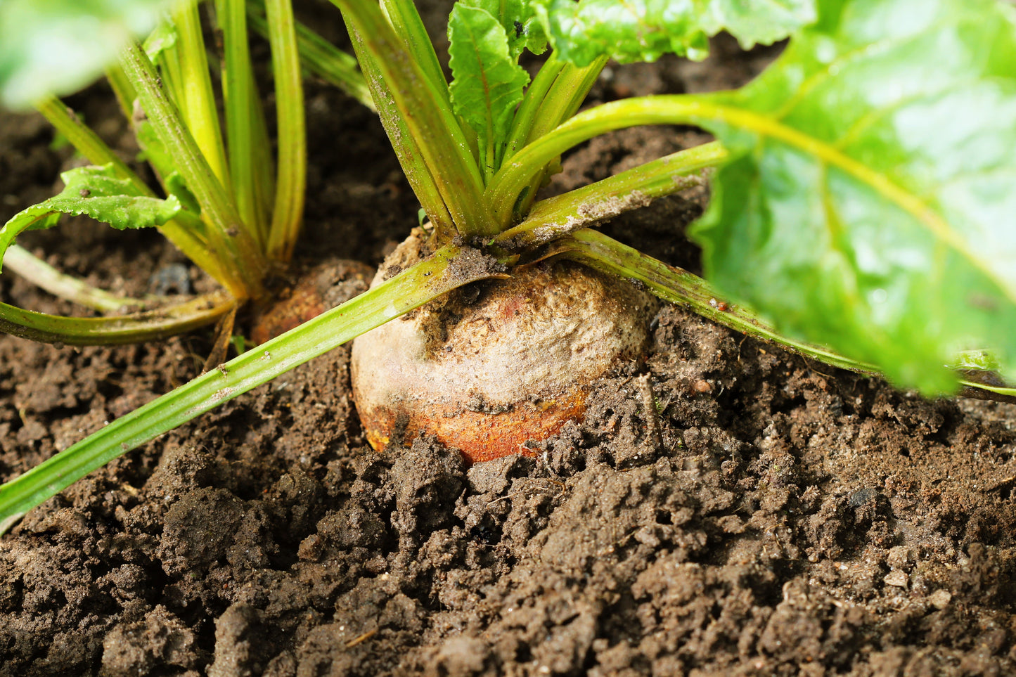 30 BURPEE'S GOLDEN BEET Beta Vulgaris Yellow Root Vegetable Seeds