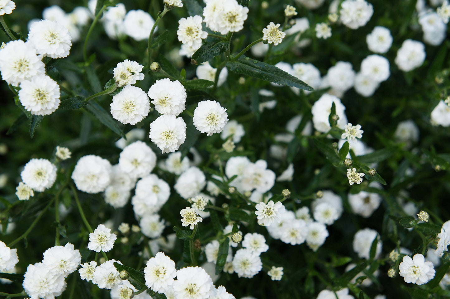 150 PEARL YARROW White Double Achillea Ptarmica Herb Flower Seeds