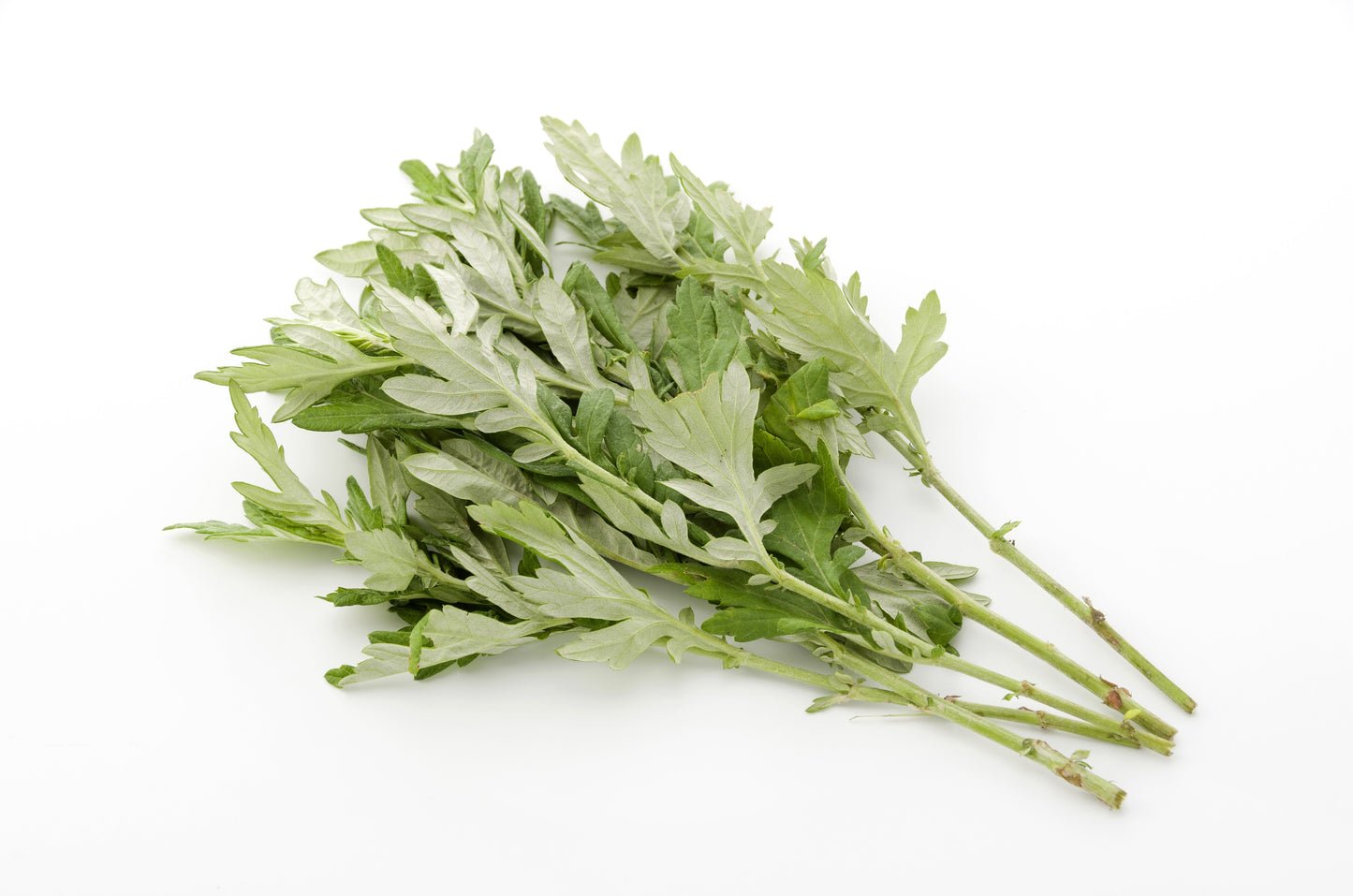 1000 JAPANESE MUGWORT Artemisia Princeps Korean Wormwood Yomagi Herb Yellow Flower Seeds