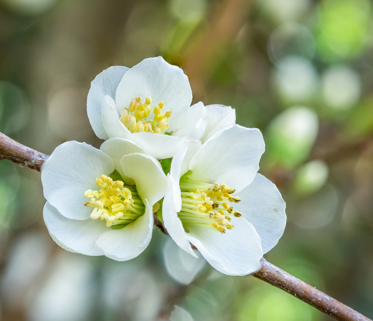 30 FLOWERING QUINCE Fruit Seeds - Pink Red White Orange Flowering Shrub - aka Japanese, Chinese, & Common Quince - Chaenomeles Speciosa