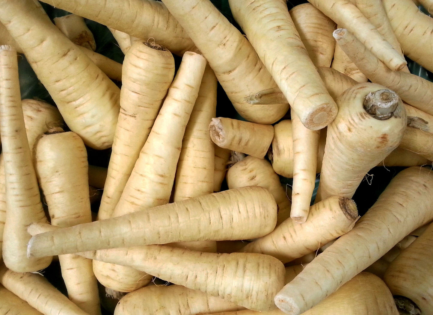 1000 ALL AMERICAN PARSNIP Pastinaca Sativa White Root Vegetable Seeds