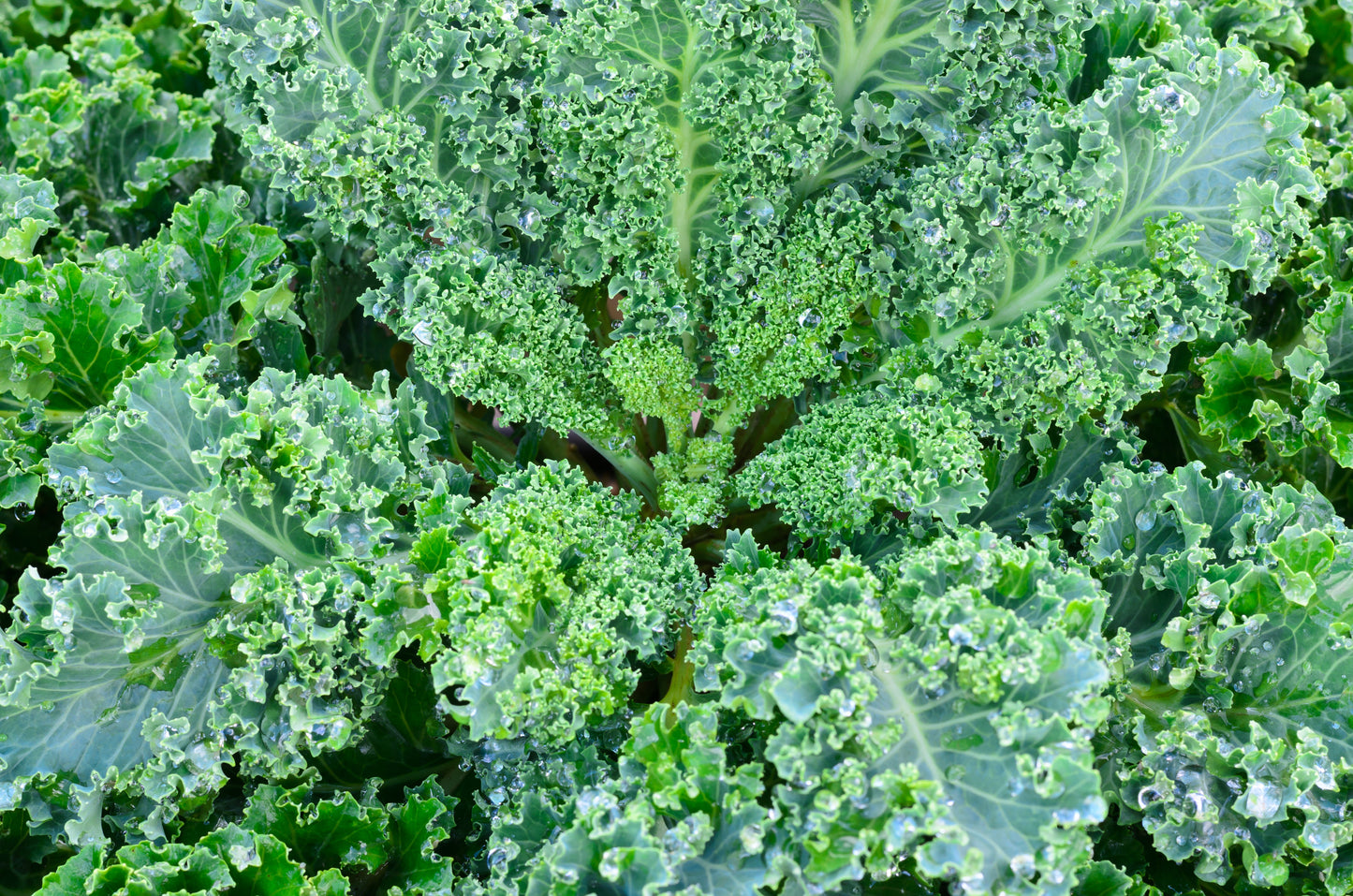 2500 VATES Blue CURLED KALE / Dwarf Blue Curled Scotch Kale Brassica Oleracea Vegetable Seeds
