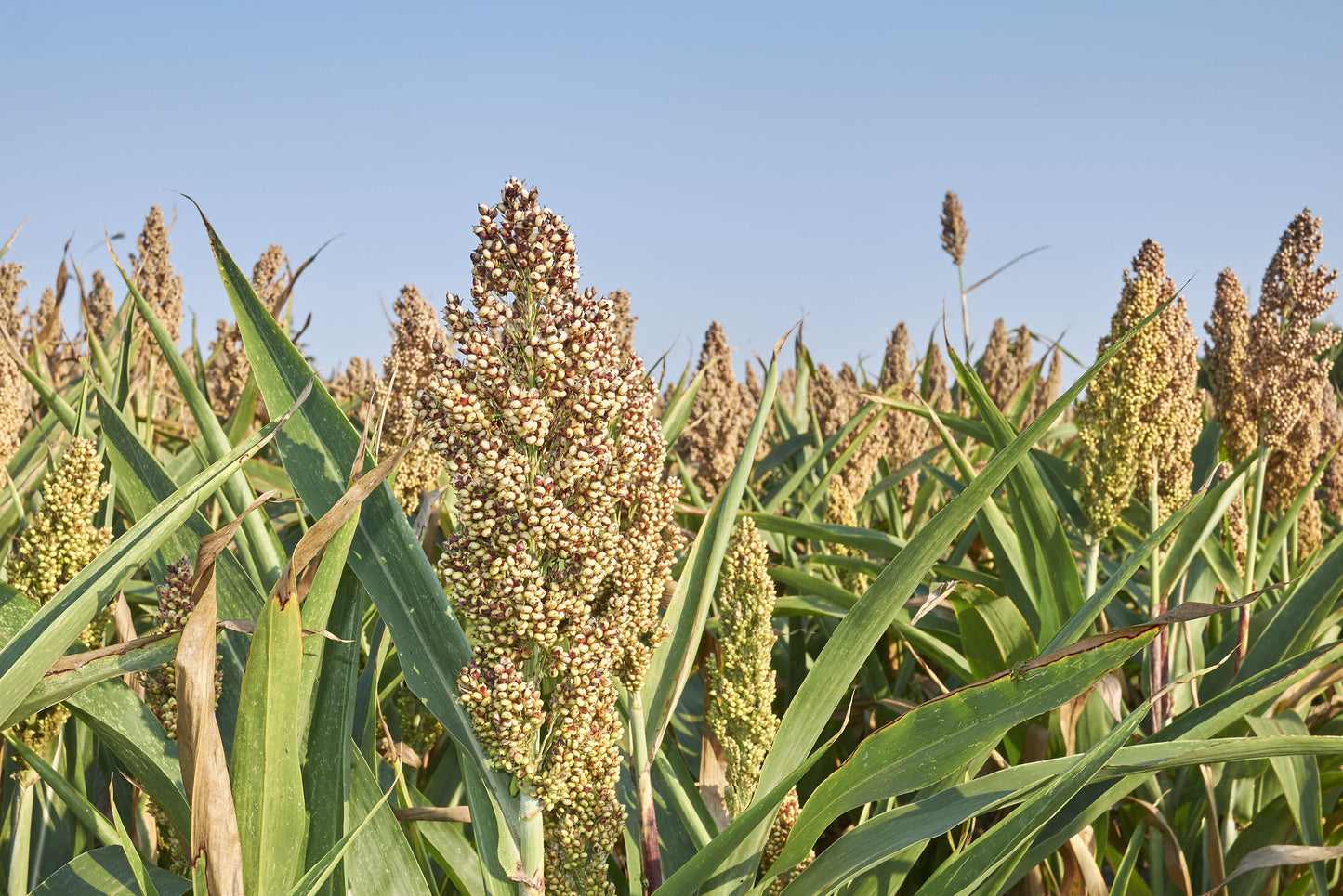 75 WHITE POPPING SORGHUM Bicolor Snack Vegetable Flour Grain Seeds