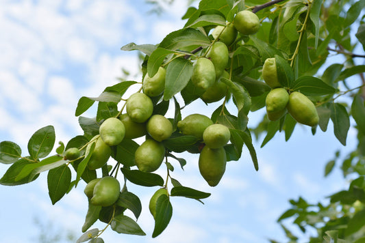 5 JOJOBA Simmondsia Chinensis Fruit Nut Oil Evergreen Shrub Seeds