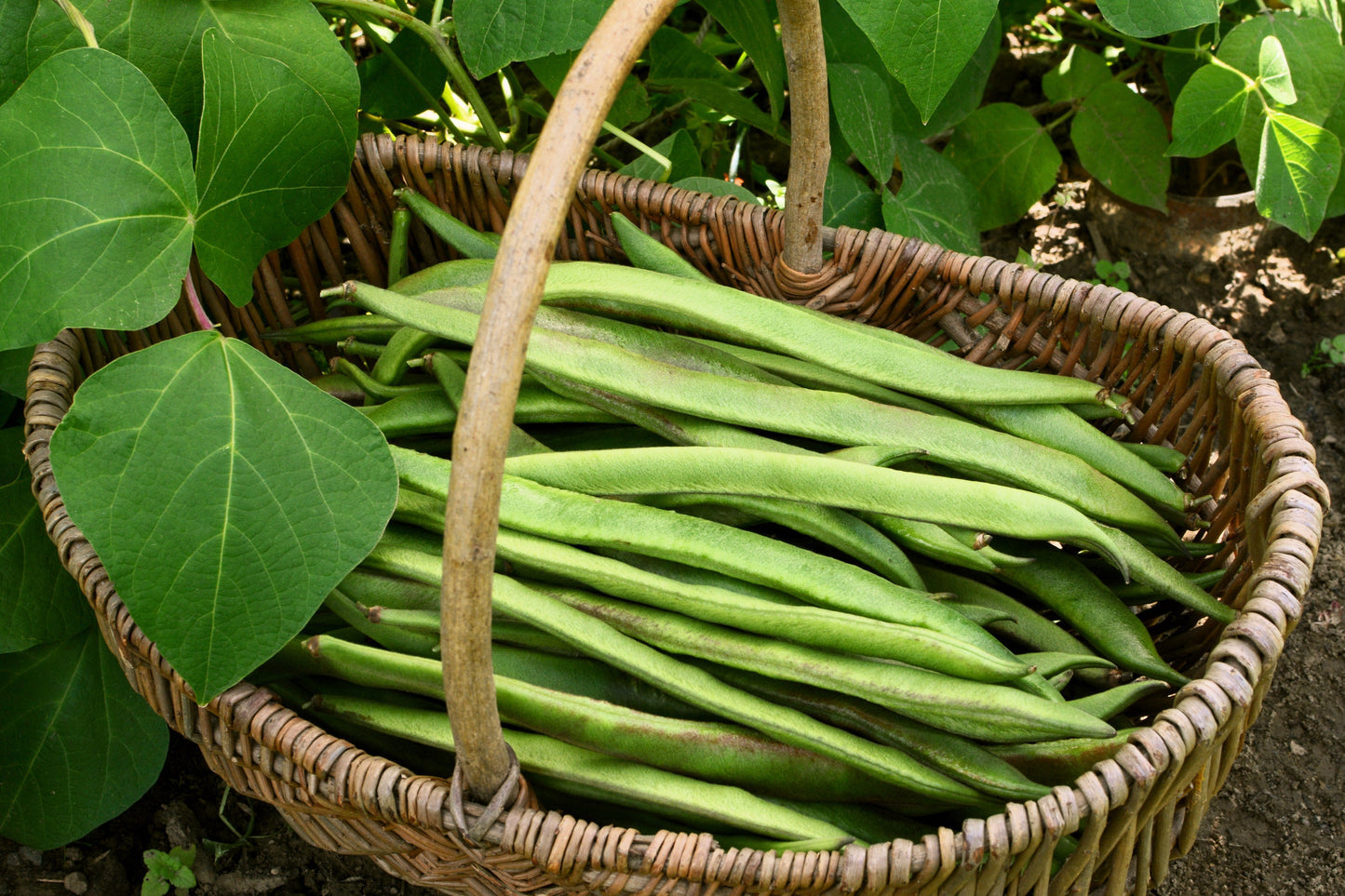 25 SCARLET RUNNER Pole BEAN Ornamental Red Flowers Phaseolus Vulgaris Vegetable Seeds