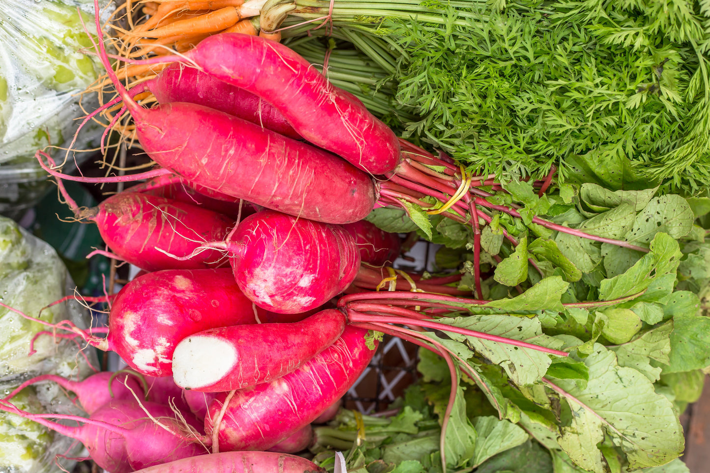 100 CHINA ROSE RADISH (Chinese Winter Radish) Raphanus Sativus Vegetable Seeds