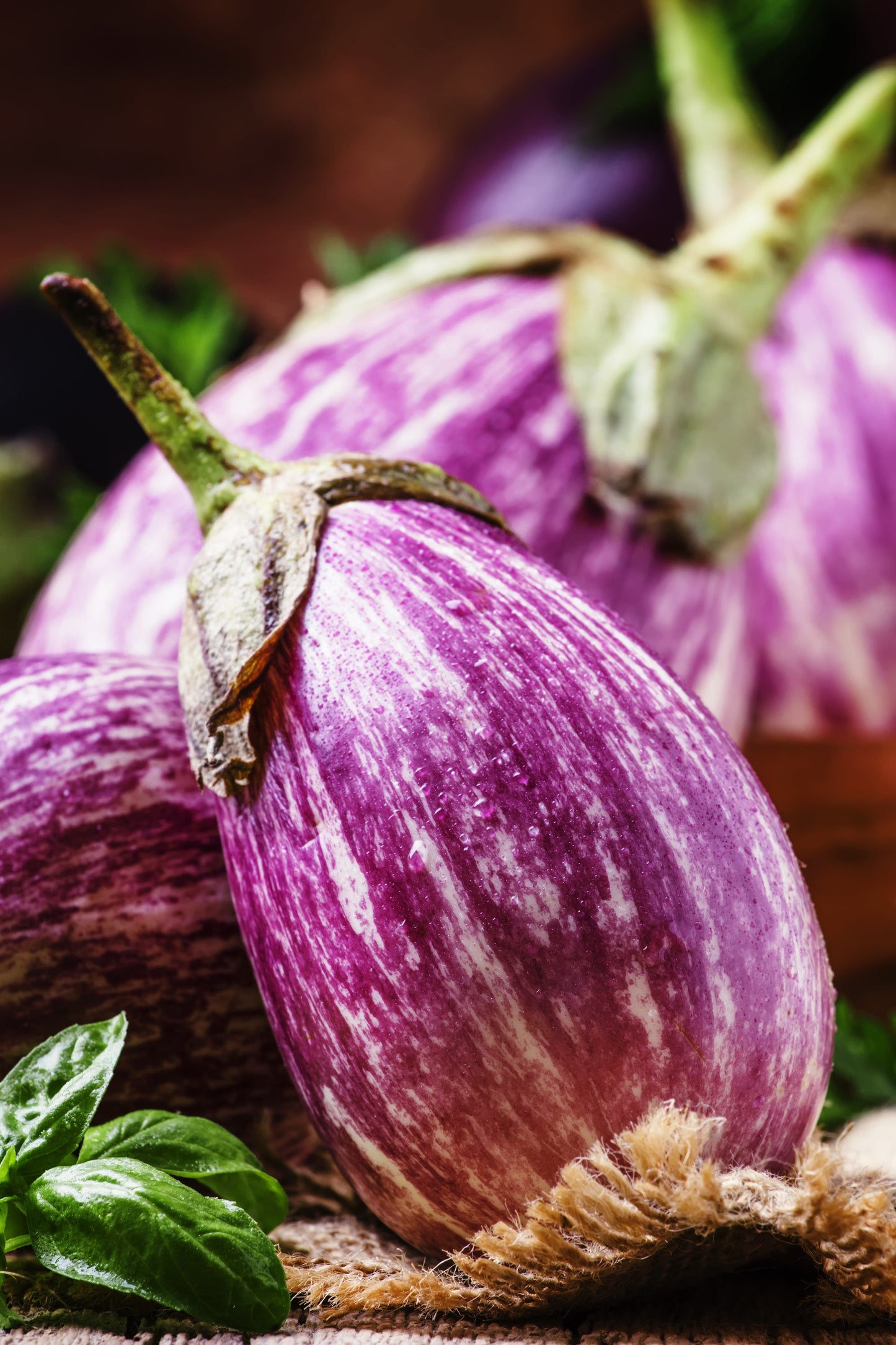 30 Pandora STRIPED ROSE EGGPLANT Solanum Melongena White Fruit Vegetable Seeds