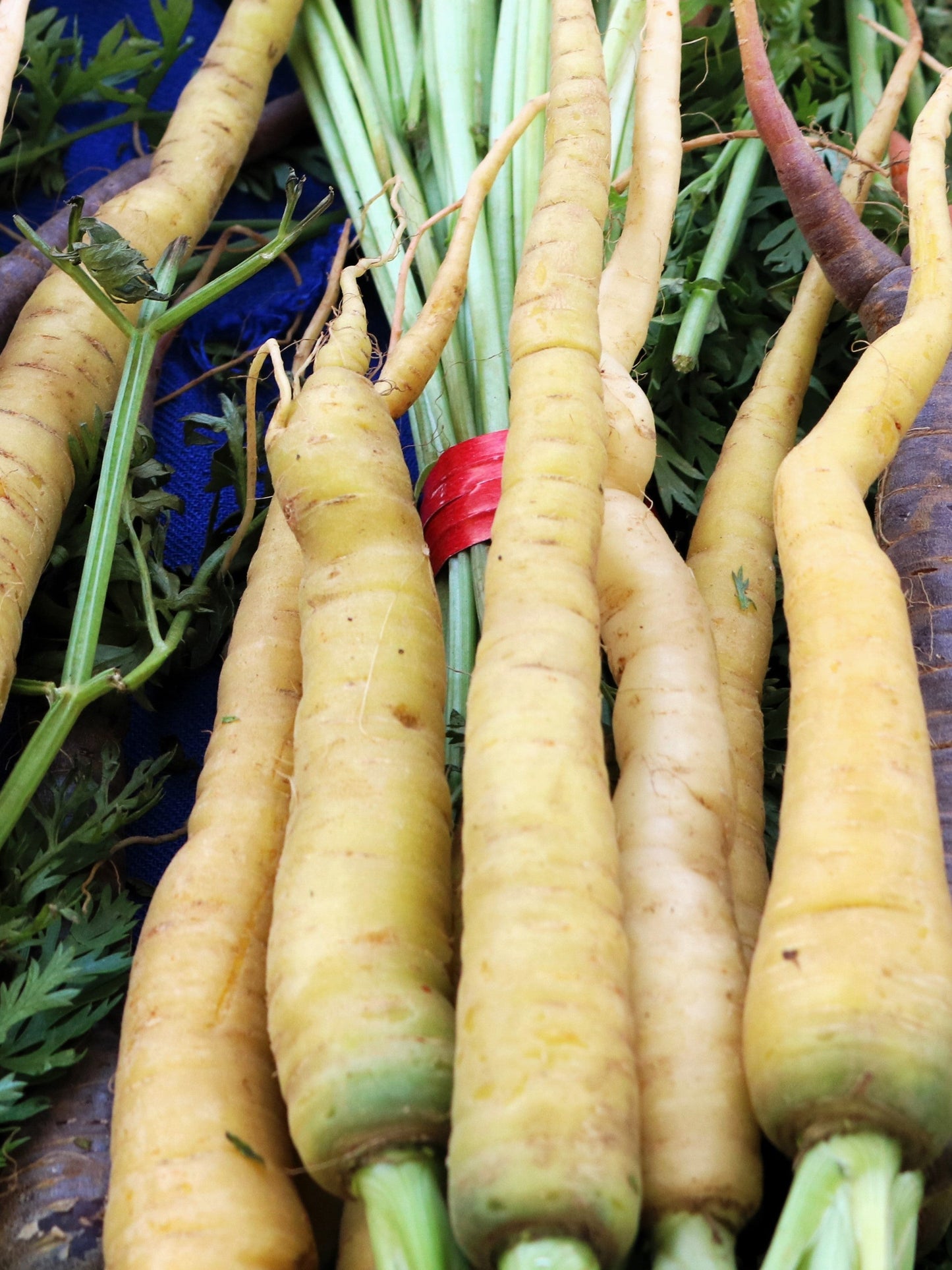 300 LUNAR WHITE CARROT Daucus Carota Vegetable Seeds