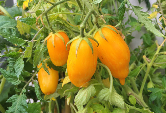40 BANANA LEGS TOMATO Heirloom Yellow Lycopersicon Fruit Vegetable Seeds