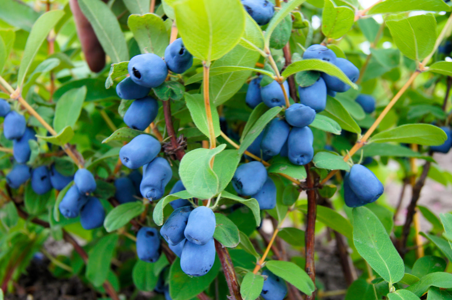 30 HONEYBERRY Blue Honeysuckle Lonicera Caerulea Edible Fruit Shrub Seeds