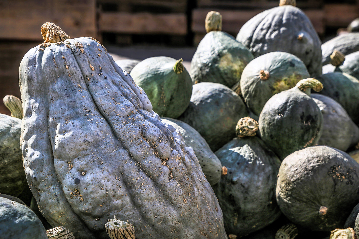 30 BLUE HUBBARD SQUASH New England Buttercup Cucurbita Pepo Vegetable Seeds