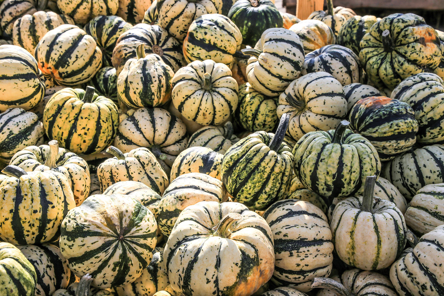 25 SWEET DUMPLING SQUASH Orange Winter Delicata Cucurbita Maxima Vegetable Seeds