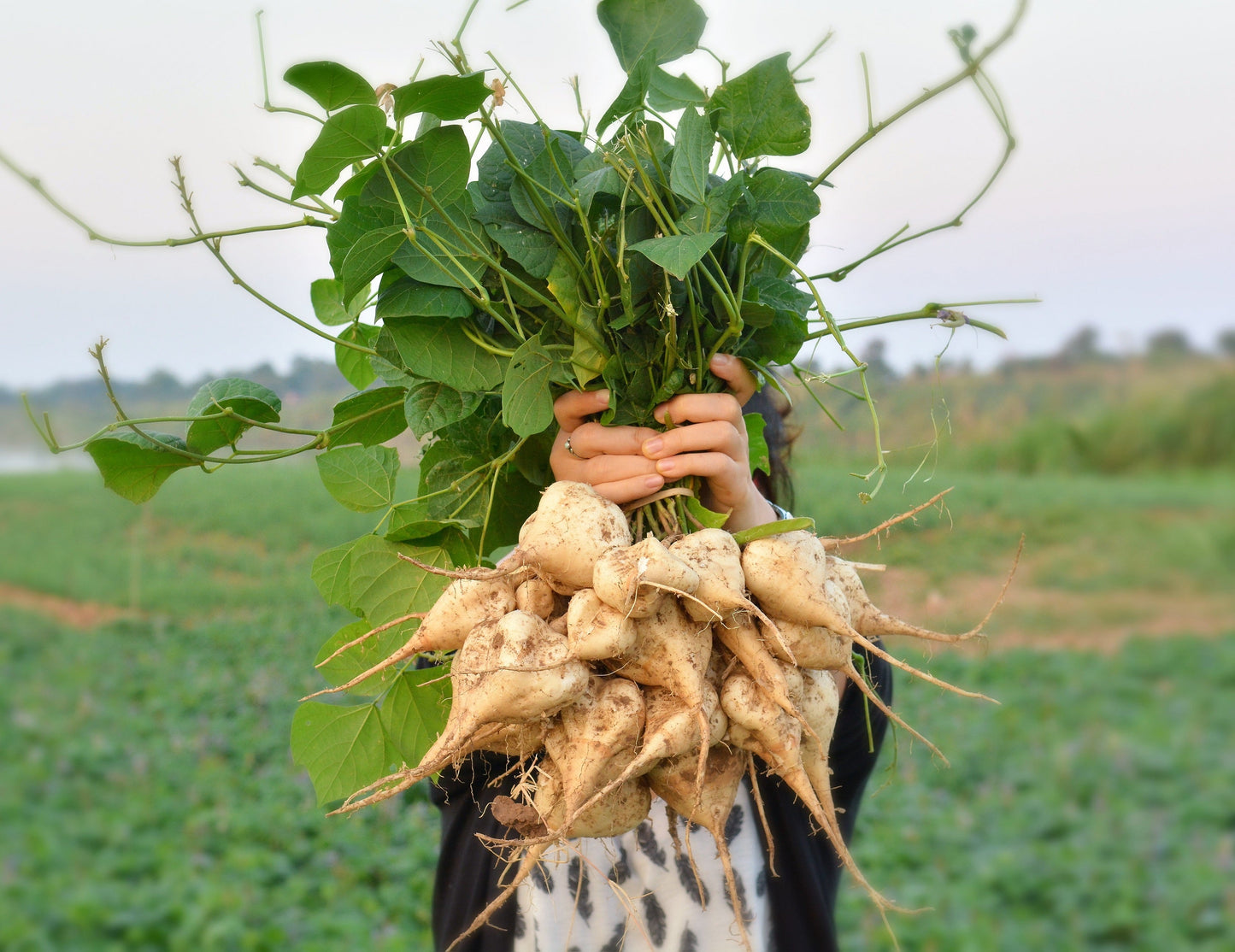 20 JICAMA Mexican Yam Bean Potato Bean Pachyrhizus Erosus Vining Legume Root Vegetable Blue Flower Seeds