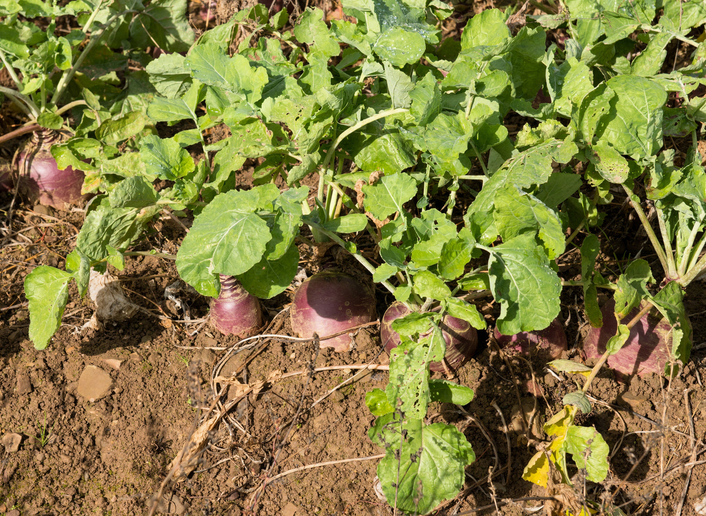 3000 LAURENTIAN RUTABAGA Brassica Napus Vegetable Seeds