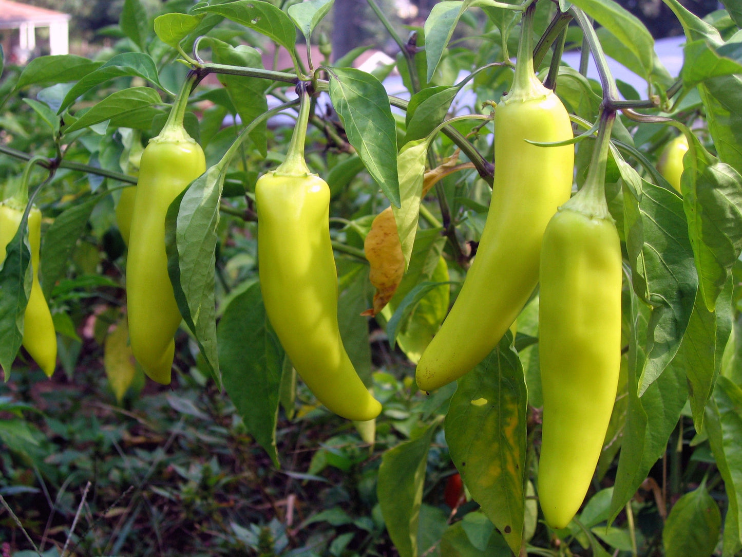 250 SWEET BANANA PEPPER Hungarian Capsicum Annuum Vegetable Seeds