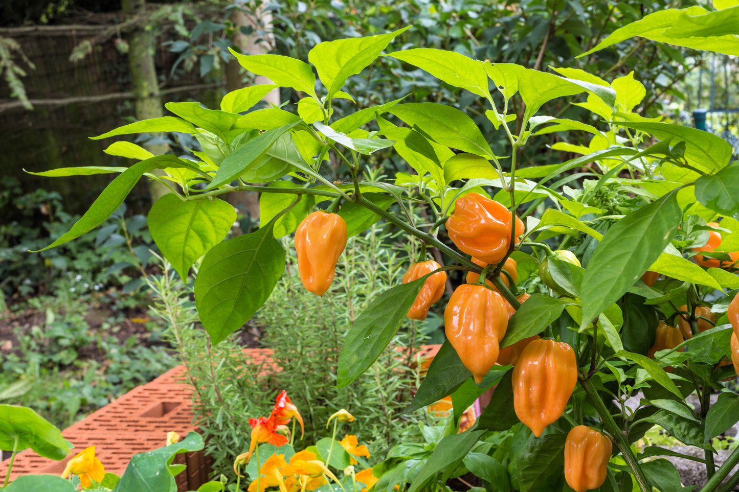 50 Hot ORANGE HABANERO PEPPER Capsicum Chinense Vegetable Seeds