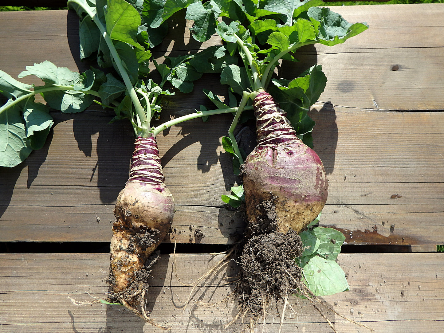 3000 LAURENTIAN RUTABAGA Brassica Napus Vegetable Seeds