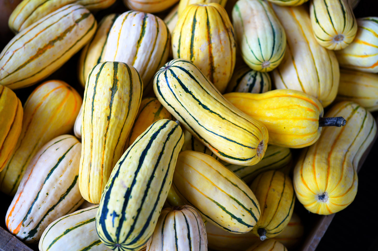 50 DELICATA SQUASH Striped Sweet Potato Cucurbita Pepo Vegetable Seeds