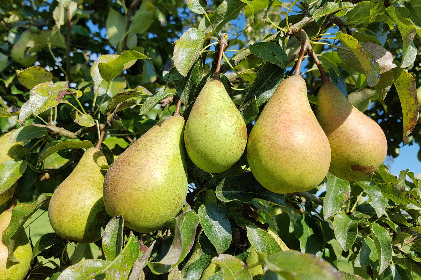 25 EUROPEAN PEAR TREE Pyrus Communis Fruit Seeds - White Flowers / Green Fruit