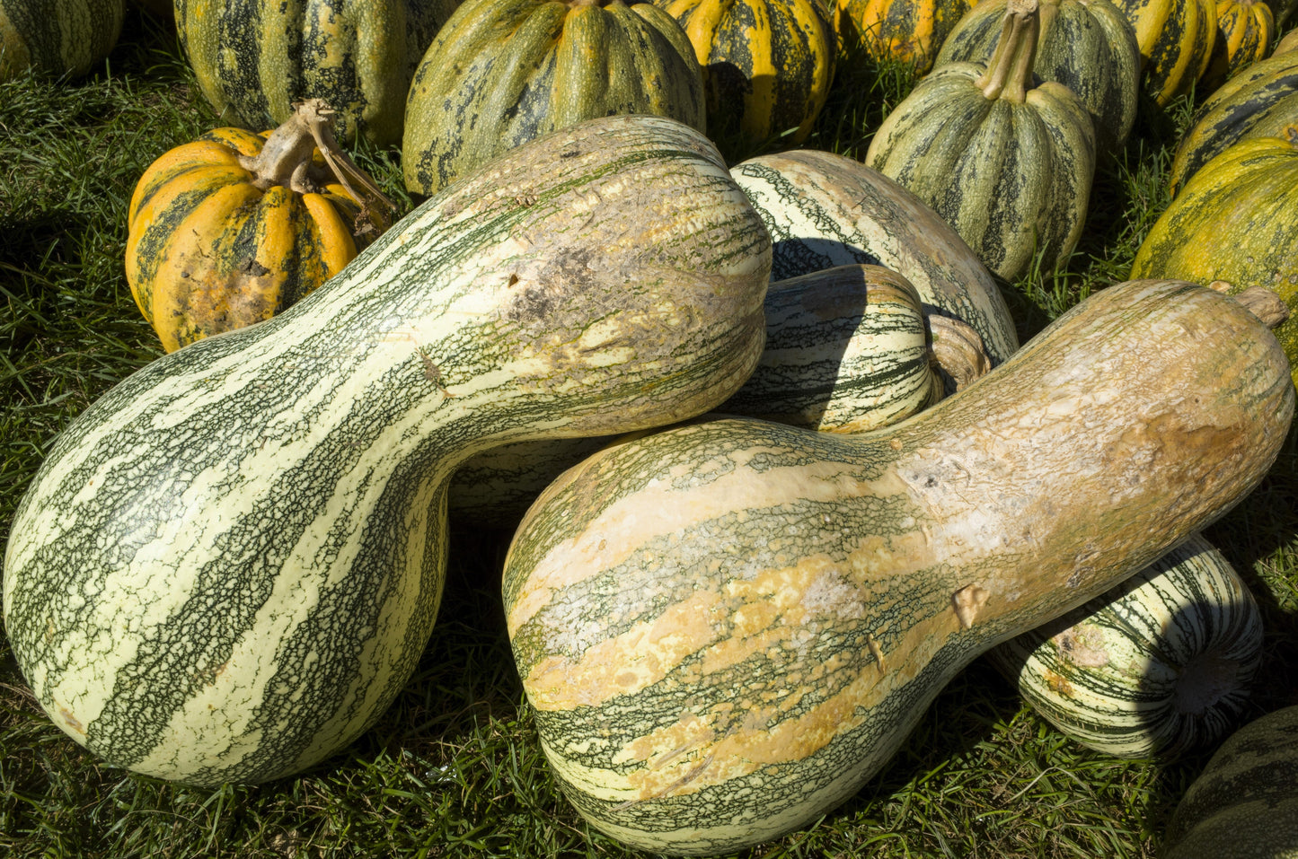 30 Green Striped CUSHAW SQUASH PUMPKIN (Tennessee Sweet Potato Squash) Cucurbita Mixta Vegetable Seeds