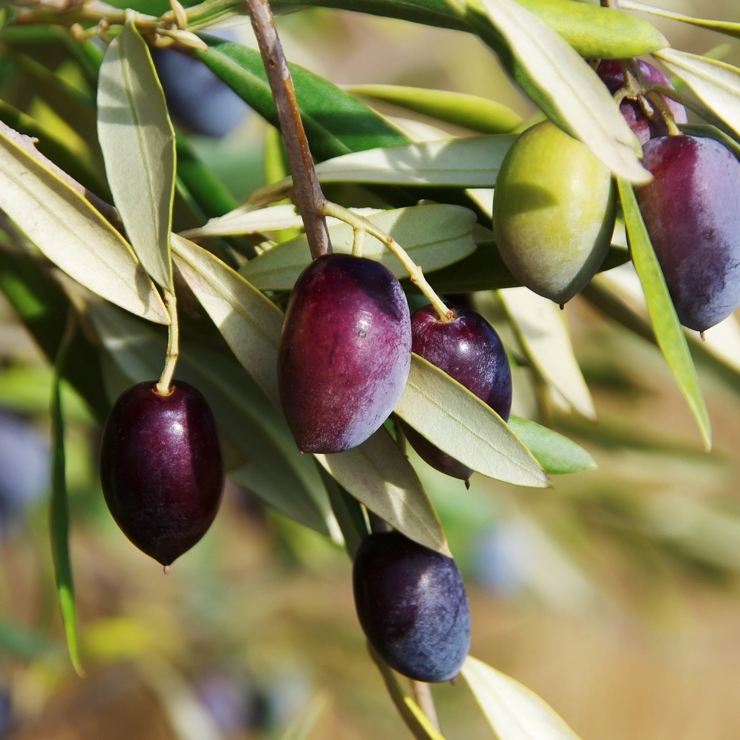 10 CANINO OLIVE TREE Olea Europaea Canino Edible European Common Green Black Fruit Seed