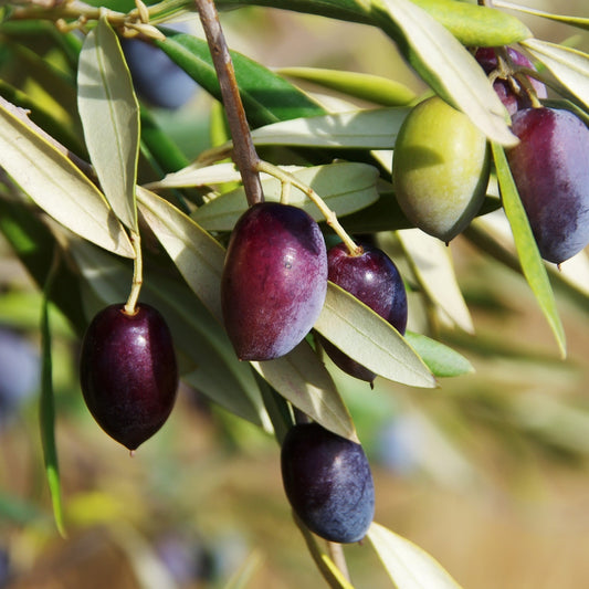 10 CANINO OLIVE TREE Olea Europaea Canino Edible European Common Green Black Fruit Seed