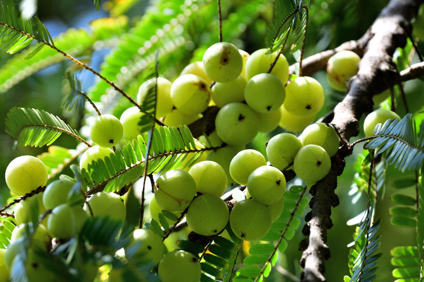 10 INDIAN GOOSEBERRY Phyllanthus Emblica Emblic Edible Fruit Tree Seeds