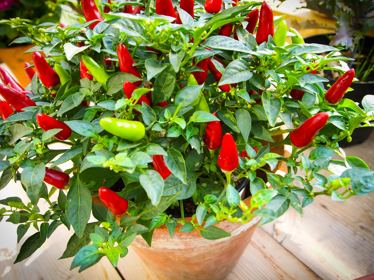 50 TABASCO PEPPER Hot Red Capsicum Fruitescens Vegetable Seeds