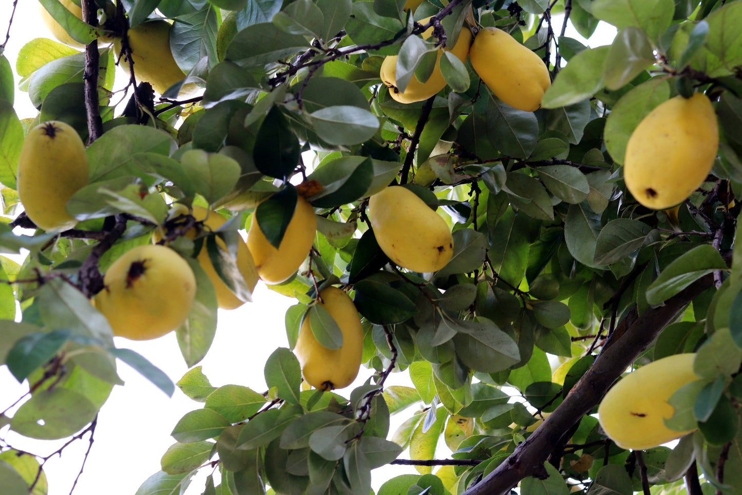 20 Chinese QUINCE FRUIT TREE Chaenomeles Sinensis Pseudocydonia Fruit Flower Seeds Thornless