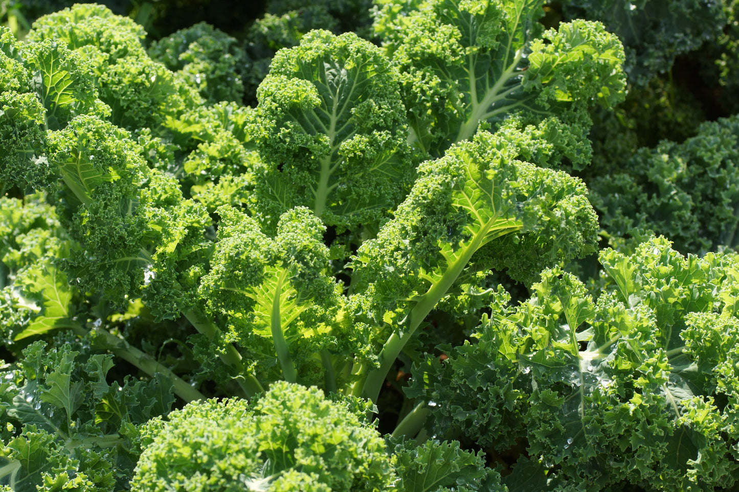 2500 VATES Blue CURLED KALE / Dwarf Blue Curled Scotch Kale Brassica Oleracea Vegetable Seeds