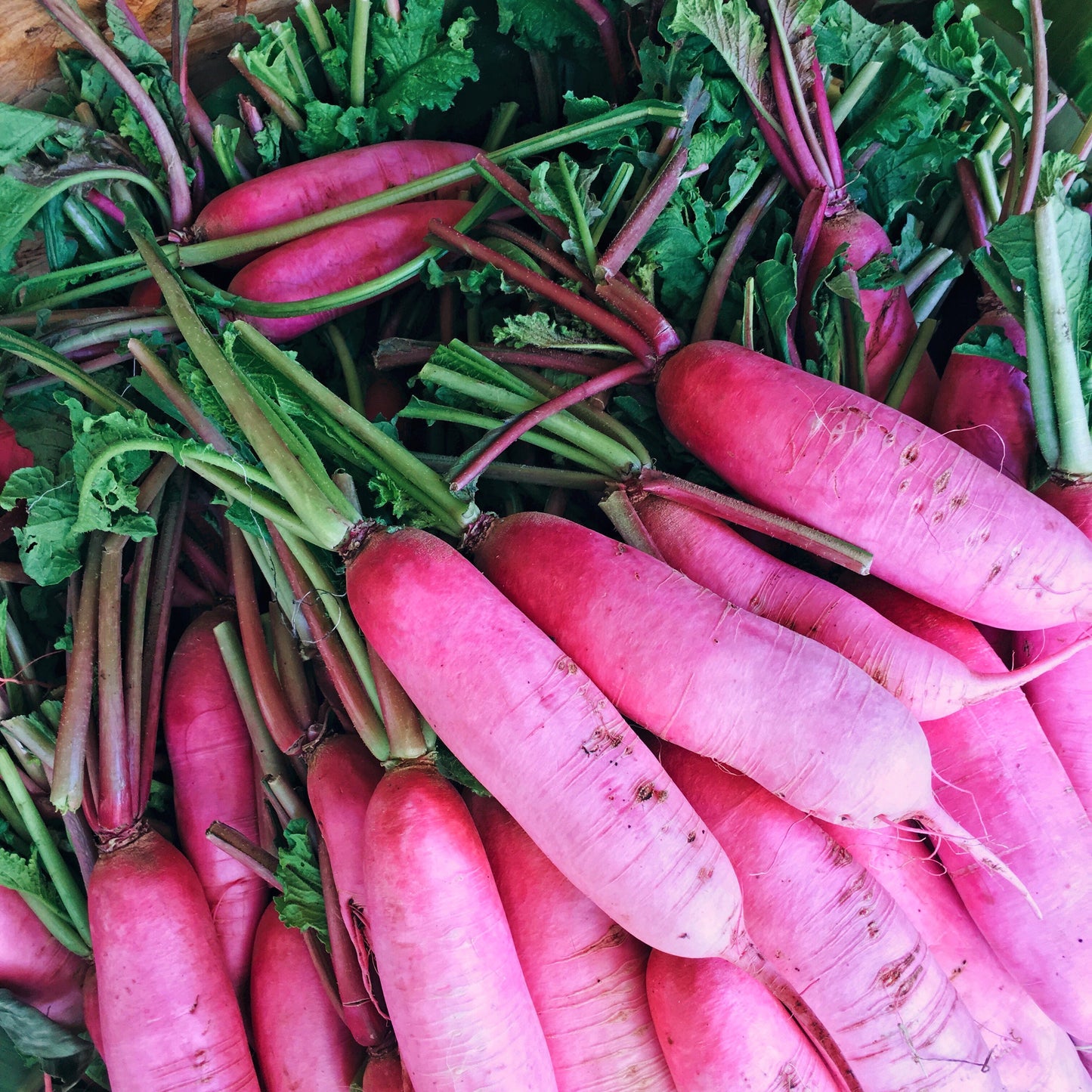 100 CHINA ROSE RADISH (Chinese Winter Radish) Raphanus Sativus Vegetable Seeds