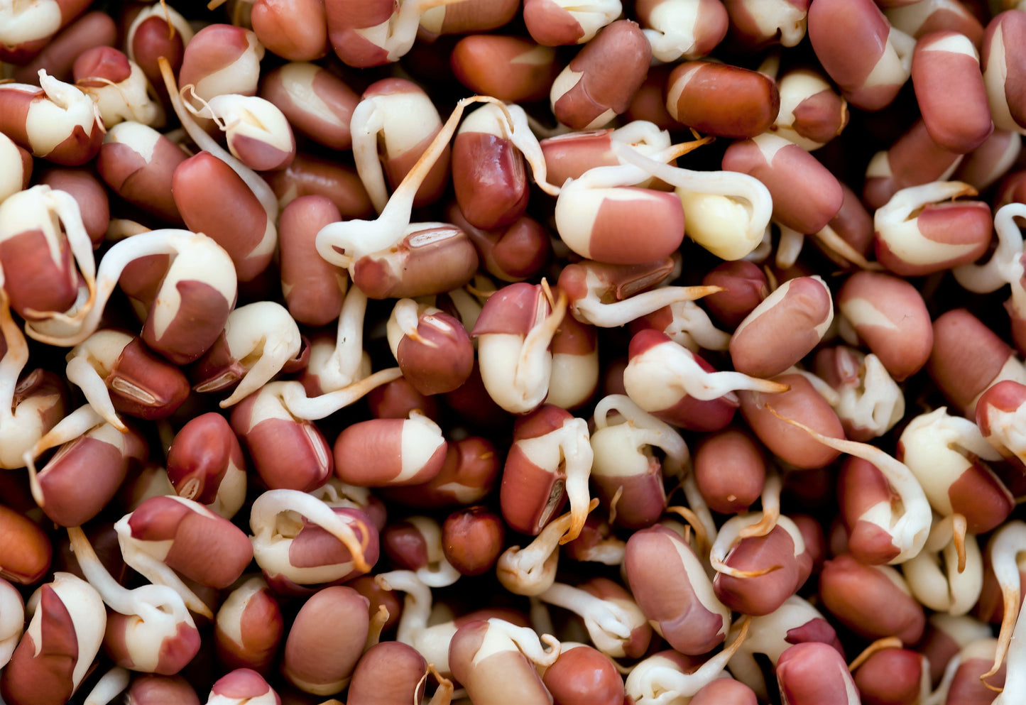 50 ADZUKI BEAN Aduki Red Bean Maroon Phaseolus Angularis Legume Vegetable Seeds