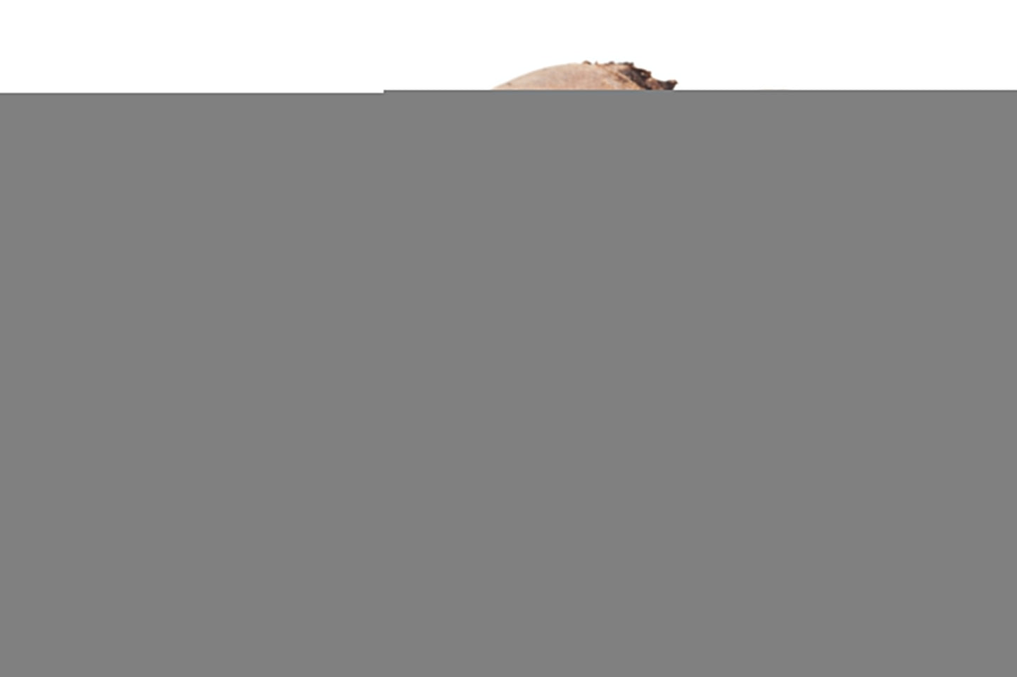 250 CYLINDRA BEET Beta Vulgaris Vegetable Seeds