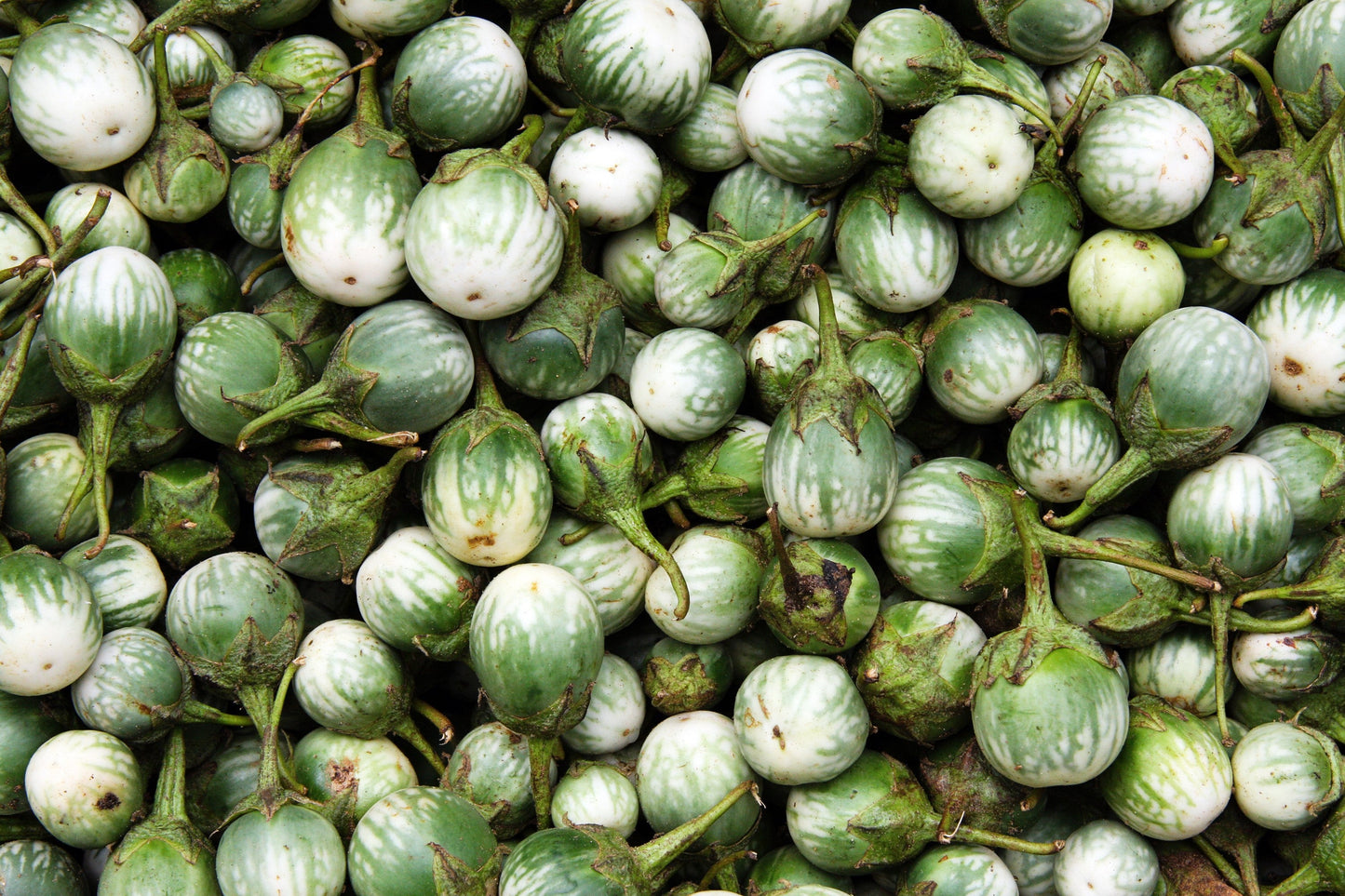 10 KERMIT EGGPLANT Green White Thai Solanum Melongena Fruit Vegetable Seeds